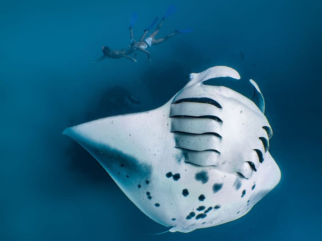 Manta rays feeding at Hanifaru Bay
