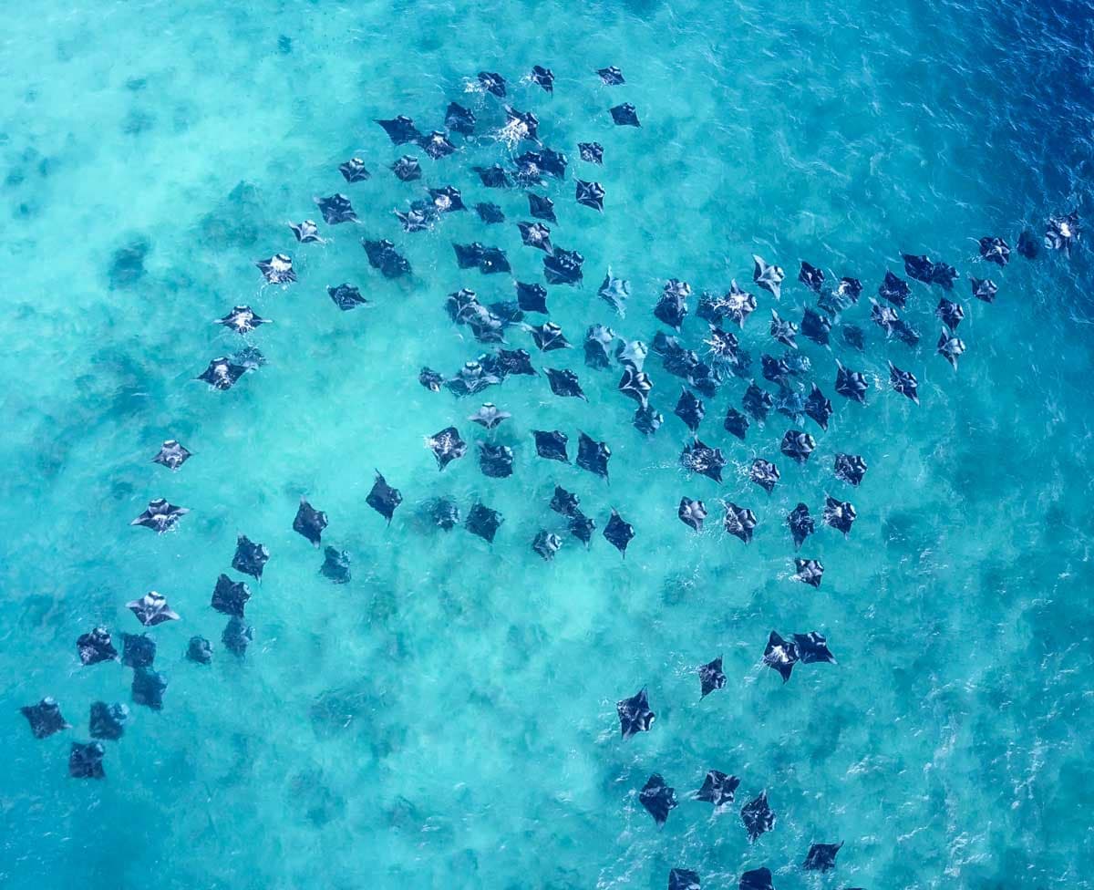 Manta rays at Hanifaru Bay